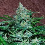 WORLD OF SEEDS - Amnesia Auto
