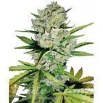 WHITE LABEL - Super Skunk Auto