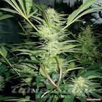 MEDICAL SEEDS - White Widow