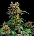 DINAFEM - California Hash Plant
