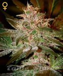 GREEN HOUSE SEEDS - Pure Kush