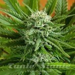 G13 LABS - Auto Pineapple Express