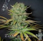 FANTASEEDS - Afghani