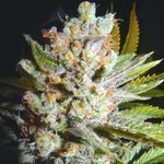 BIOHAZARD SEEDS - Auto 4:20