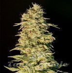 GENEHTIK - OG Lemon Bilbo