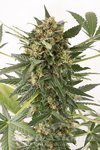 DINAFEM - Kush'n'Cheese Auto