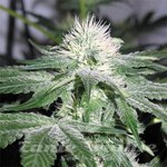 FEMALE SEEDS - Auto NL