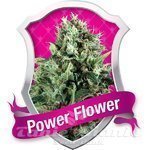 ROYAL QUEEN SEEDS - Power Flower®