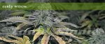 ELITE SEEDS - Early Widow