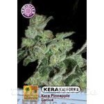 KERA SEEDS - PINEAPPLE SATIVA