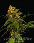 DNA GENETICS - Lemon OG Kush