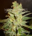 WORLD OF SEEDS - Northern Light X Big Bud Auto
