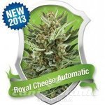 ROYAL QUEEN SEEDS - Royal Cheese Automatic