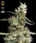GREEN HOUSE SEEDS - Arjan's Ultra Haze #1