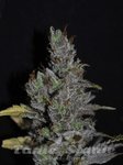 CBD Crew - CBD MediHaze