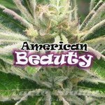 DR UNDERGROUND - American Beauty