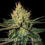 DNA GENETICS - Cannalope Haze
