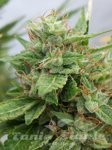 Seedsman - Auto Ogre