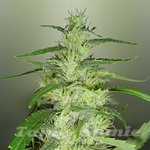ROYAL DUTCH GENETICS - Super Silver Cheese