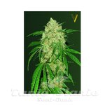 Victory Seeds - Bubblegum+