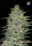 BULK SEED BANK - Sensible Star