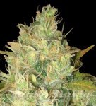 DELICOUS SEEDS - Black Russian