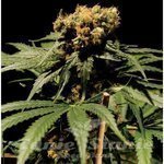 THE BULLDOG SEEDS - The Bulldog Chronic