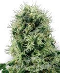 WHITE LABEL - Pure Power Plant