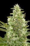 DINAFEM - Critical + Autoflowering