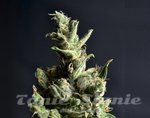 CBD Seeds - CBD Amnesia