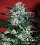 WORLD OF SEEDS - Delirium