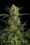DINAFEM - Original Amnesia Autoflowering