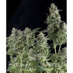 PYRAMID SEEDS - Auto Northern Lights