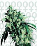 SENSI SEEDS - Super Skunk®