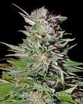 GREEN HOUSE SEEDS - Super Lemon Haze Autoflowering