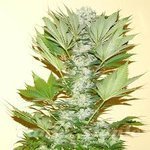 NIRVANA - Misty Kush