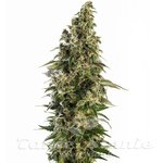 SENSI SEEDS - Afghani #1 Automatic