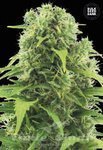 BULK SEED BANK - Auto Northern Light