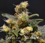 ! CBD AK47 (ODMIANA MEDYCZNA)