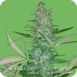 SEEDS OF LIFE - Big Low