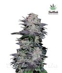 FASTBUDS - Blackberry Auto