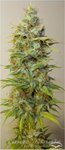 DUTCH PASSION - Strawberry Cough®