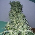 SHORT STUFF SEEDBANK - Auto Super Stinky