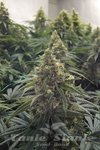 HUMBOLDT SEED - Desert Diesel