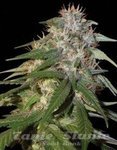 DNA GENETICS - Sour Cream