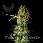 SENSI GENETICS - AK 470 Auto