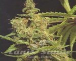 GREEN DEVIL GENETICS - Cheesecake