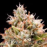 HUMBOLDT SEED - Chemdawg