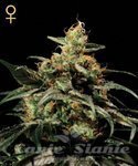 GREEN HOUSE SEEDS - King's Kush