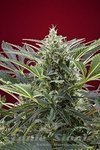 SWEET SEEDS - Cream 47